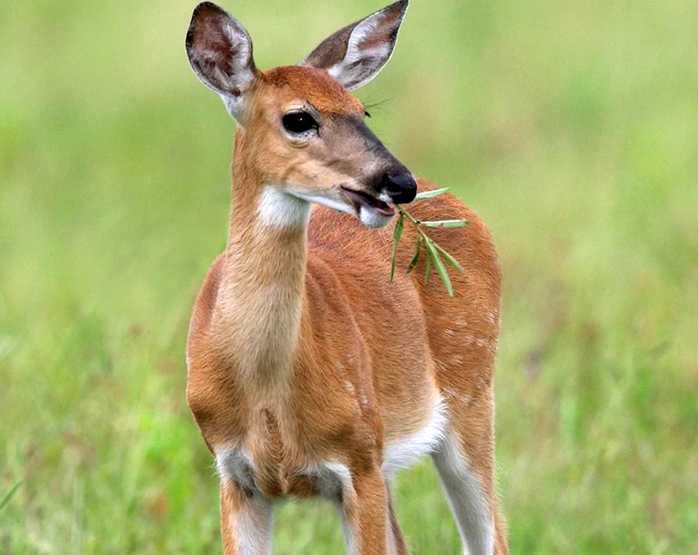 Tiere