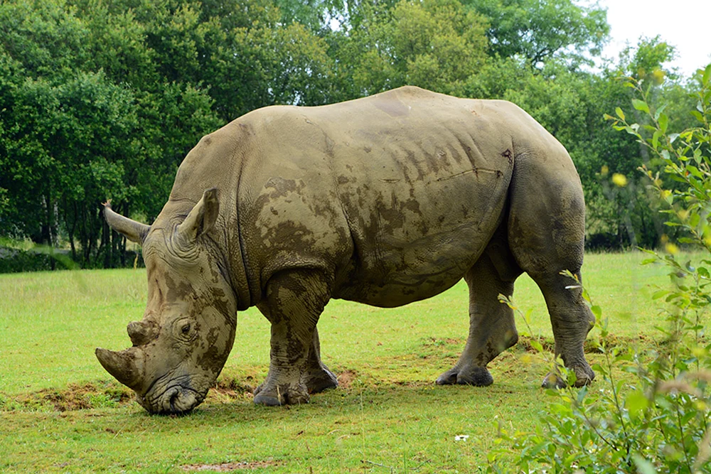 Tierische Wildtiere
