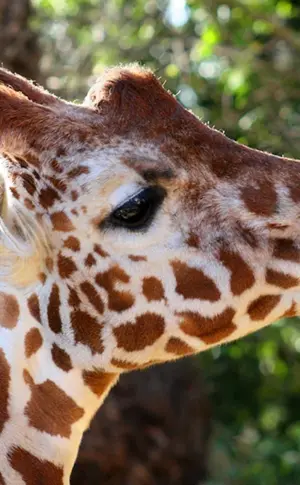 Pflanzenfressende Tiere Giraffe