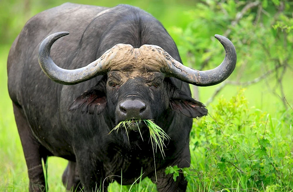 Afrika. Pflanzenfresser