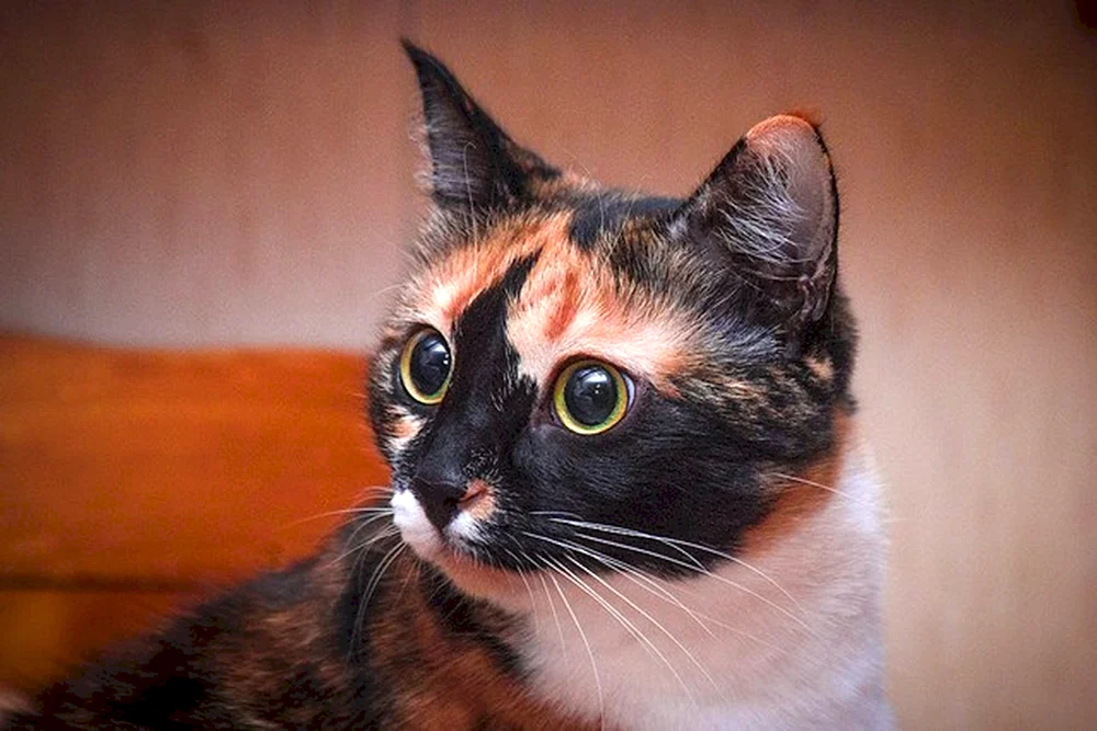 Schildpatt Katzenrasse