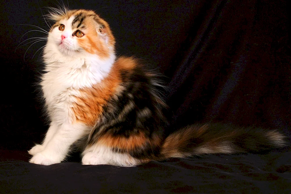 Maine Coon Kätzchen 1. 5 Monate alt