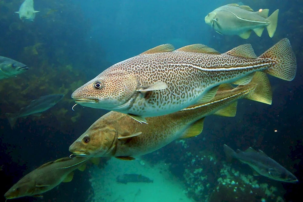 Lustige Fische