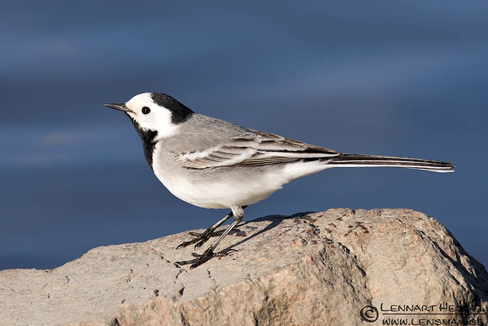 Stelzenvogel Star