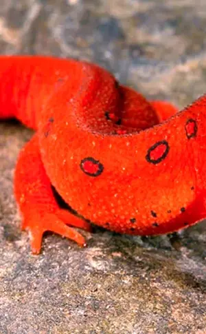 Triton Feuersalamander