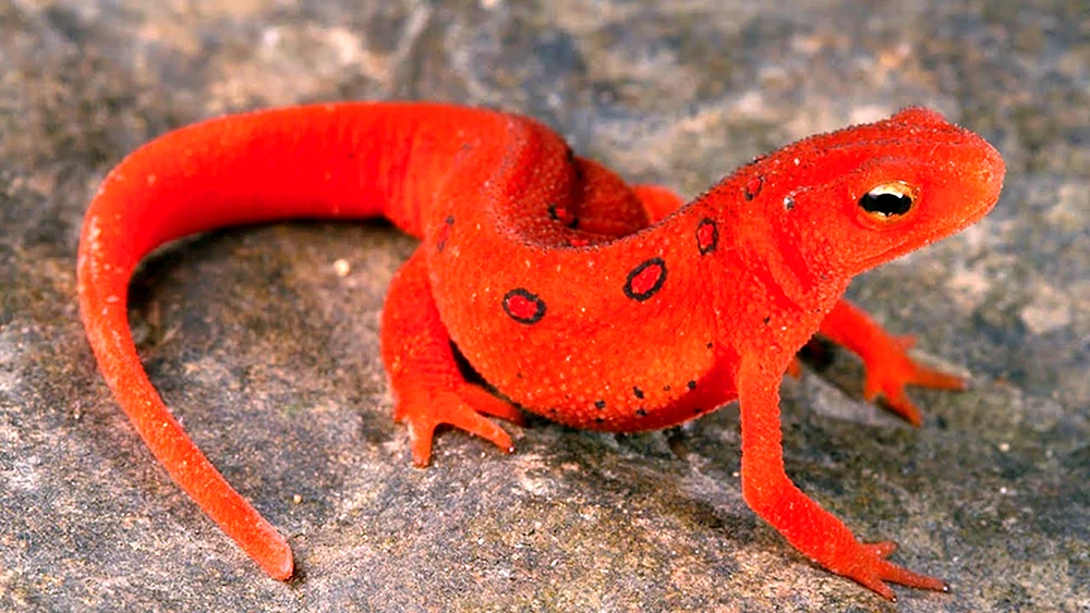 Triton Feuersalamander