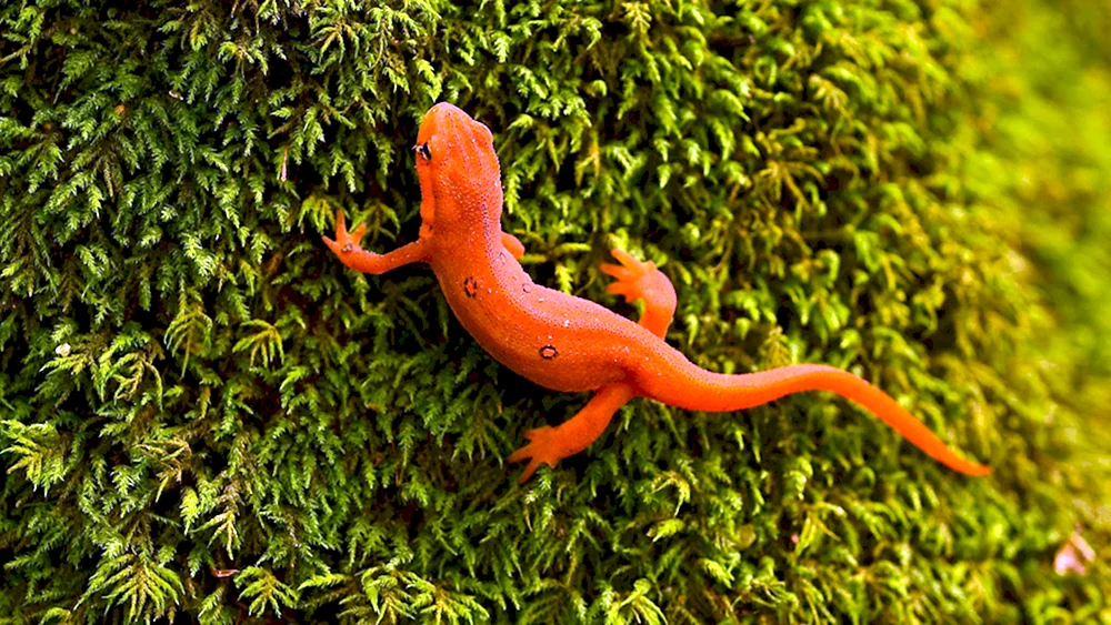Triton Feuersalamander