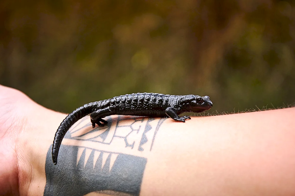 Ribboned Triton