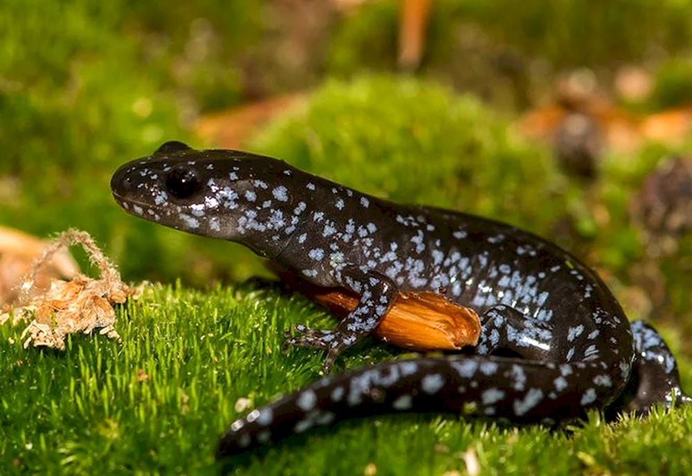 Wassertriton