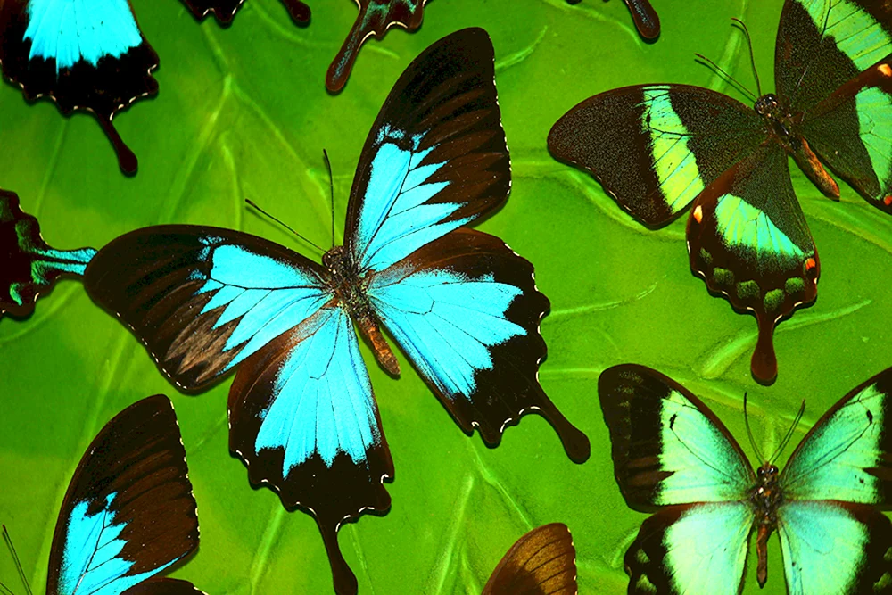 Federschmetterling