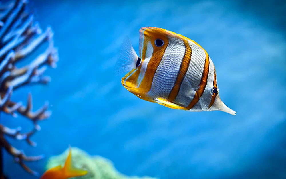Tropische Fische