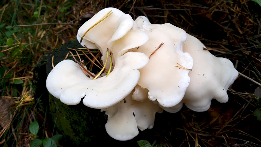 Champignon pereleskovy Pilz