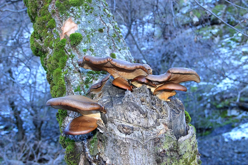 Herbst-Speisepilze.