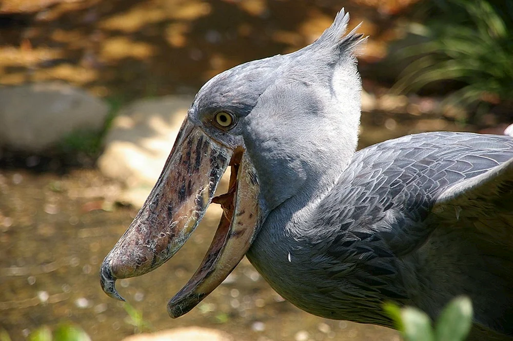 Langnasenvogel