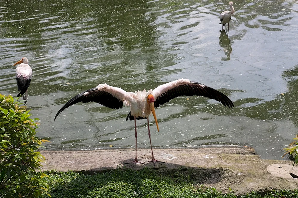Kuala Lumpur Reiher