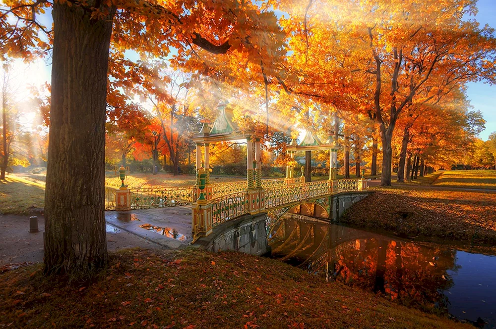 Tsarskoye Selo Ahorne