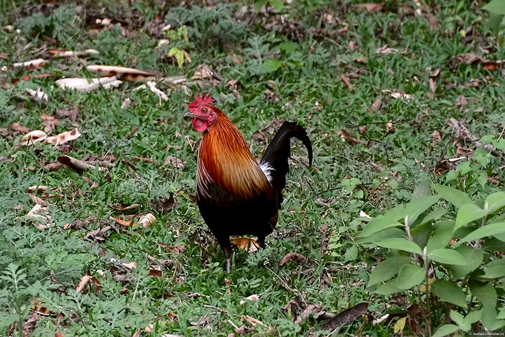 Bankiwa-Dschungelhuhn