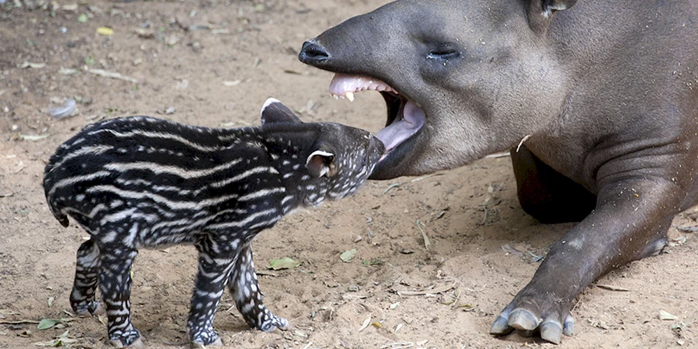 Zentralamerikanischer Tapir