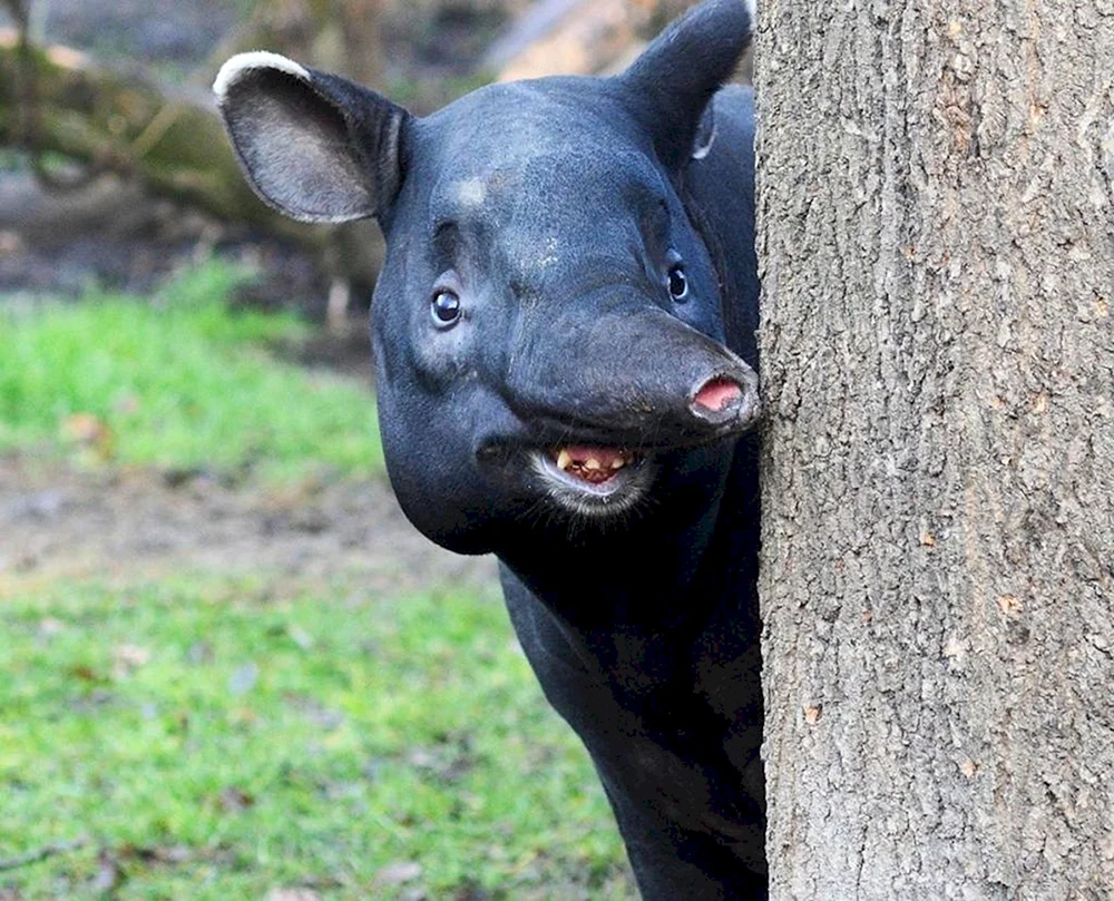 Cheprachischer Tapir