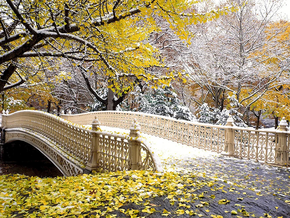 Central Park New York. York Bridge