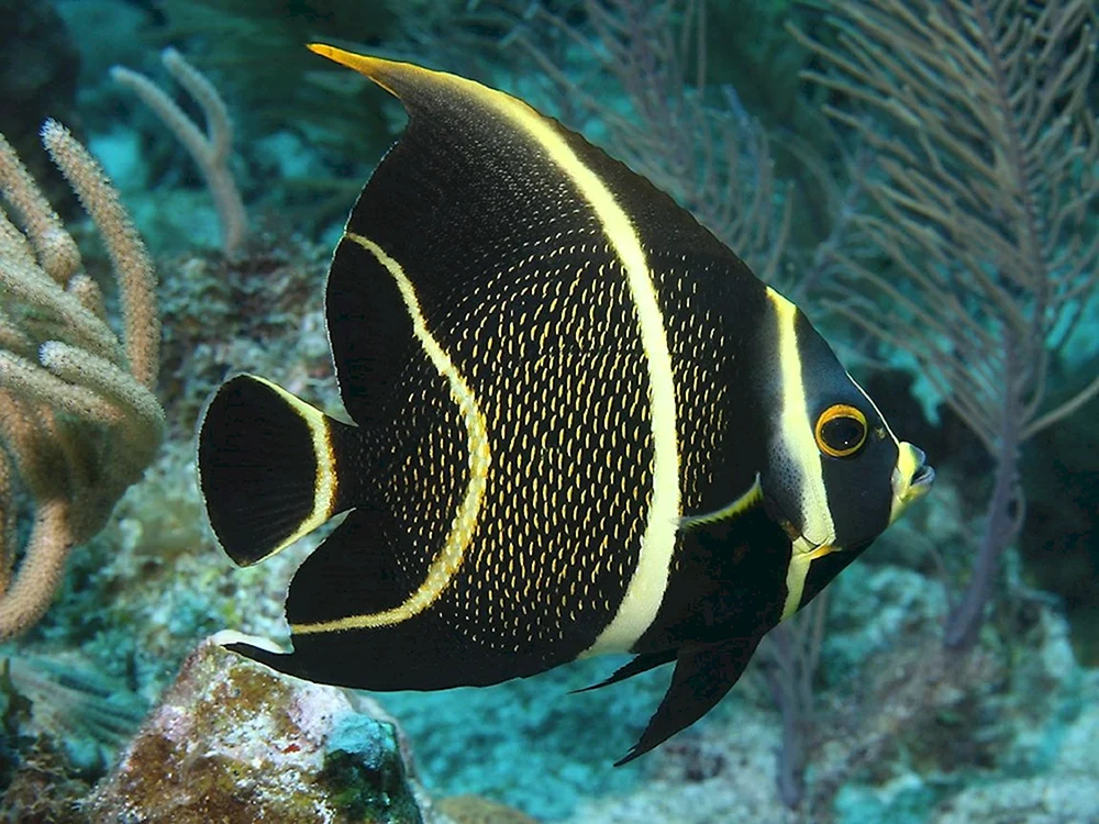 Centropig Multispinis multispinis