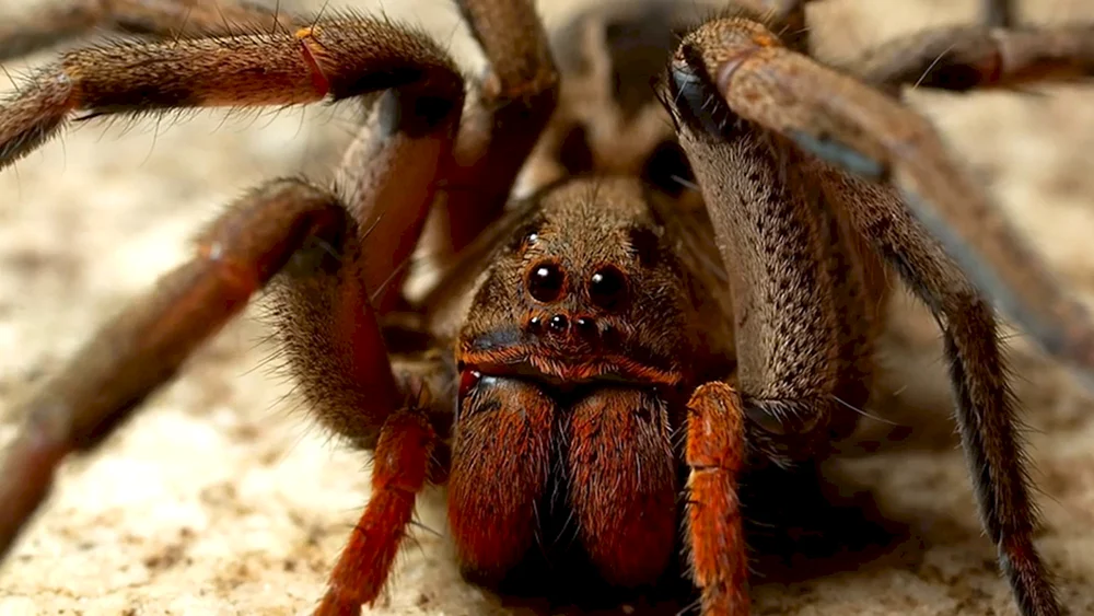 Cheiracanthium inclusum spider