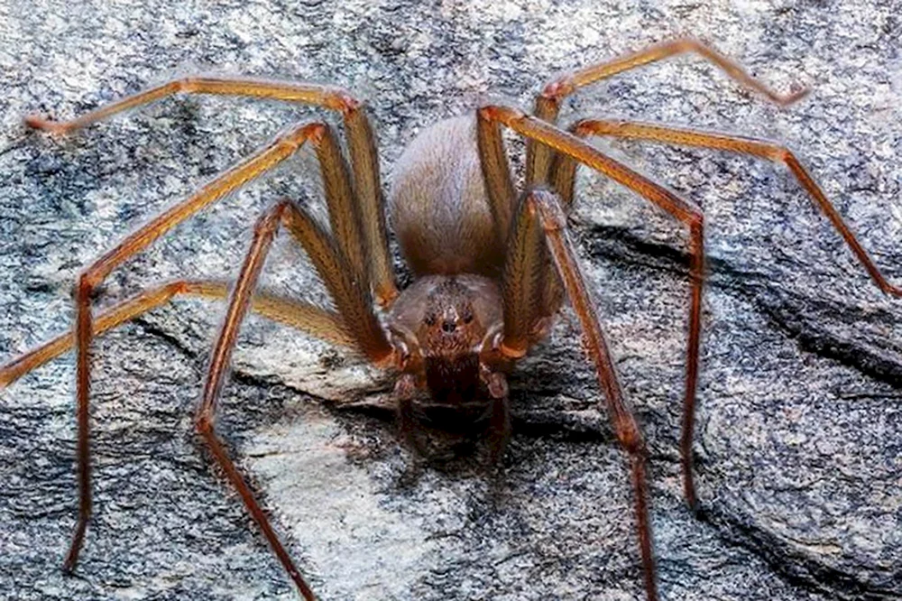 Falsche Caracourtspinne