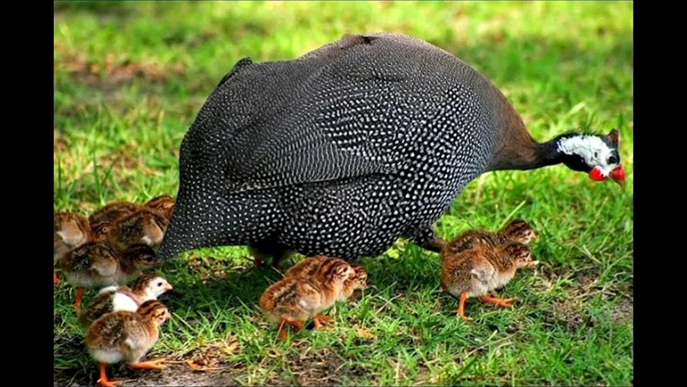 Gans