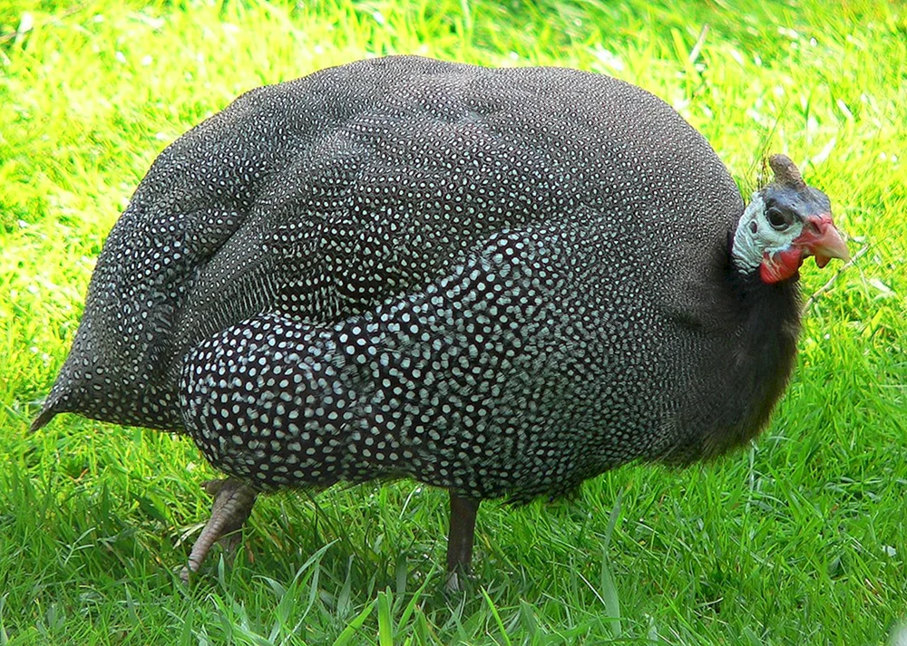 Furchtsamer Vogel