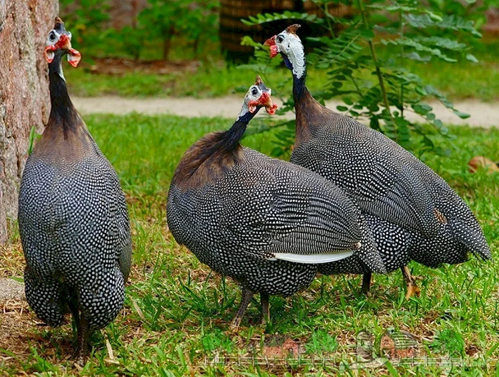 Gans- Enten-Hybride
