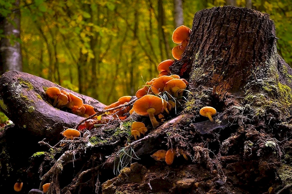 Podosinovik-Pilz