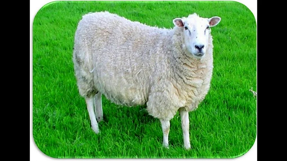 Streichelschaf