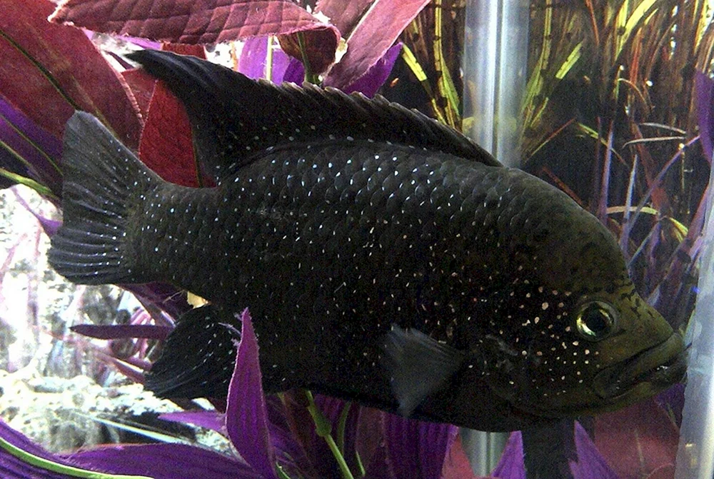 Cichlasoma biocelatum