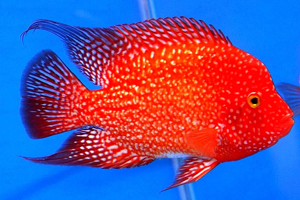 Cichlasoma-Hahn. Diamantrot