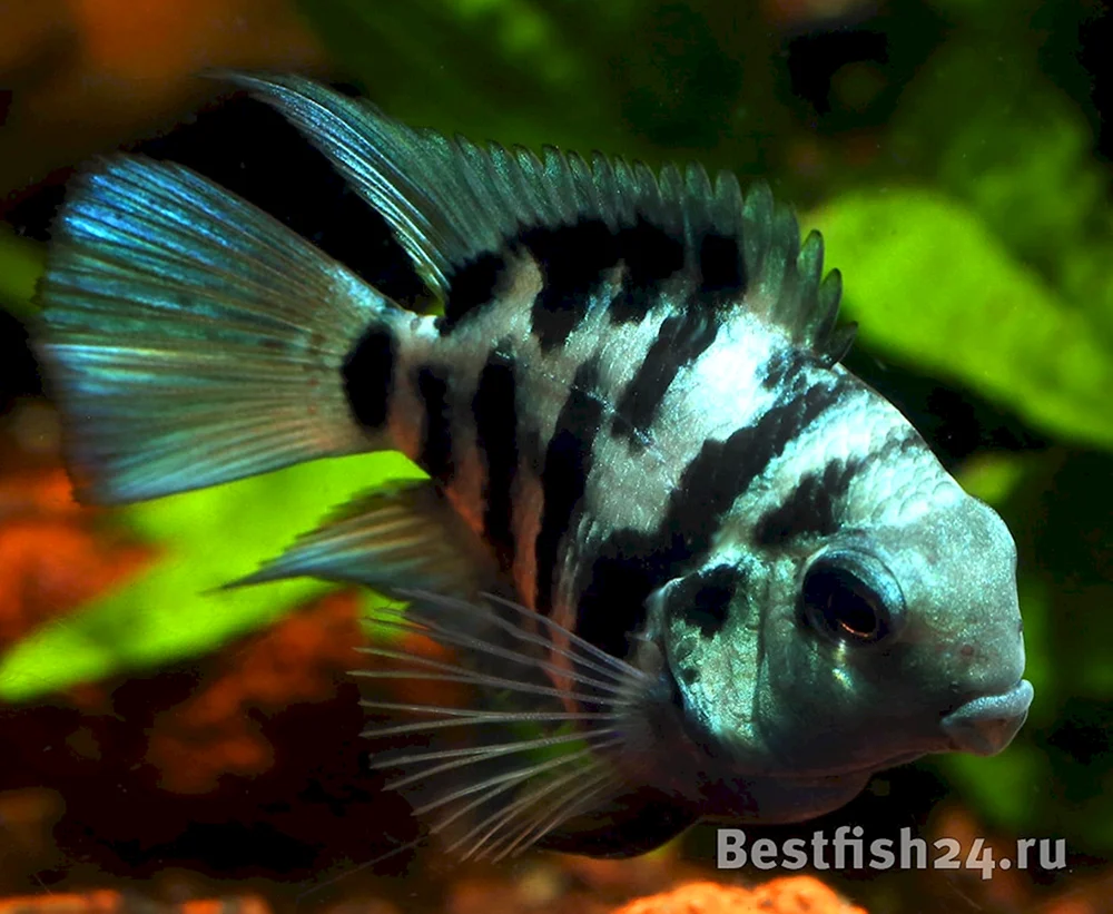 Blauer Tiger Hybrid Cichlid