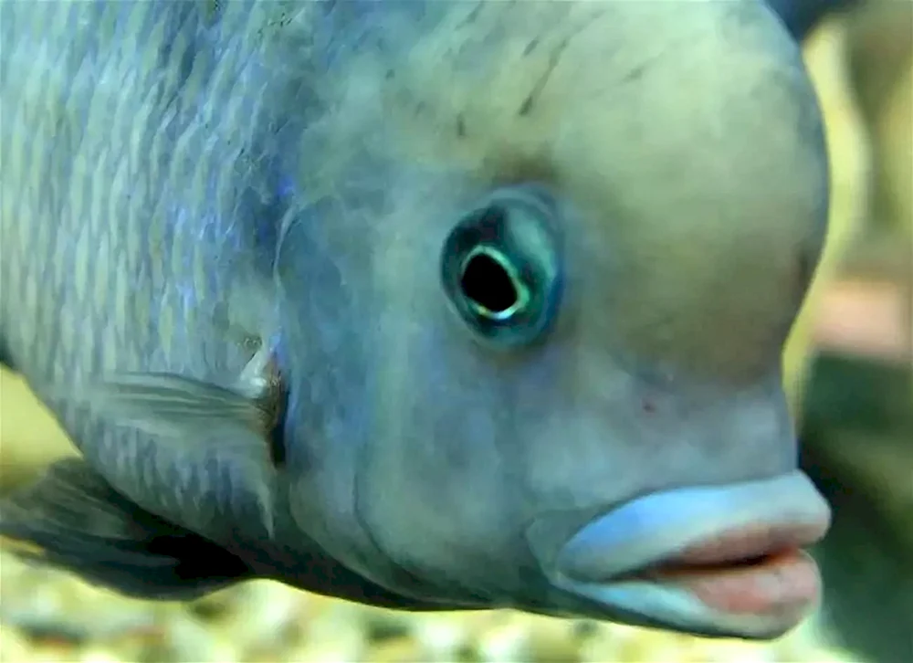 Nicht-Stachelfisch