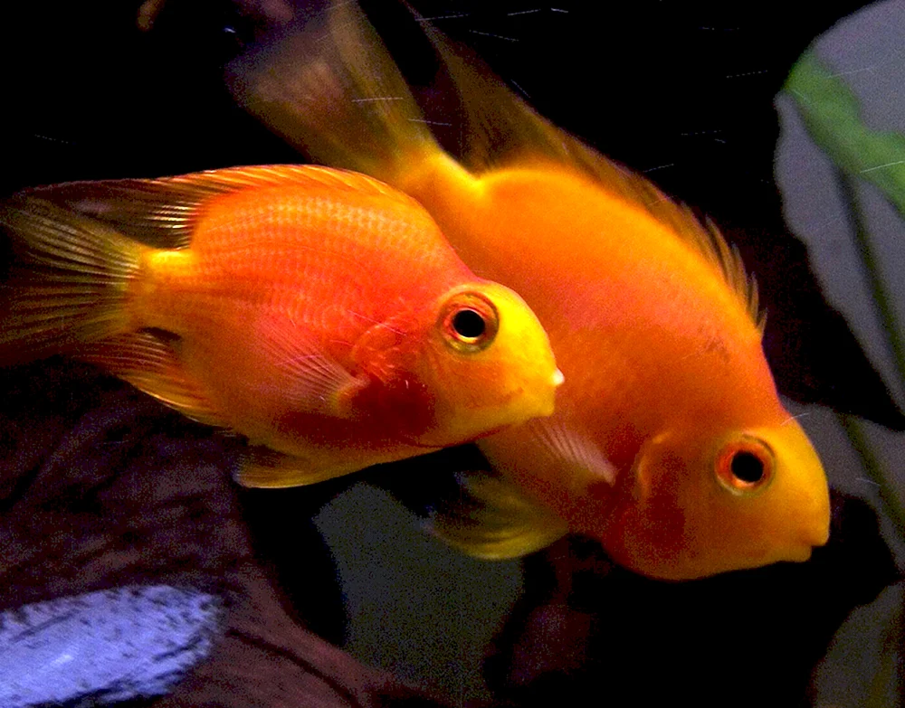 Rosella Papagei