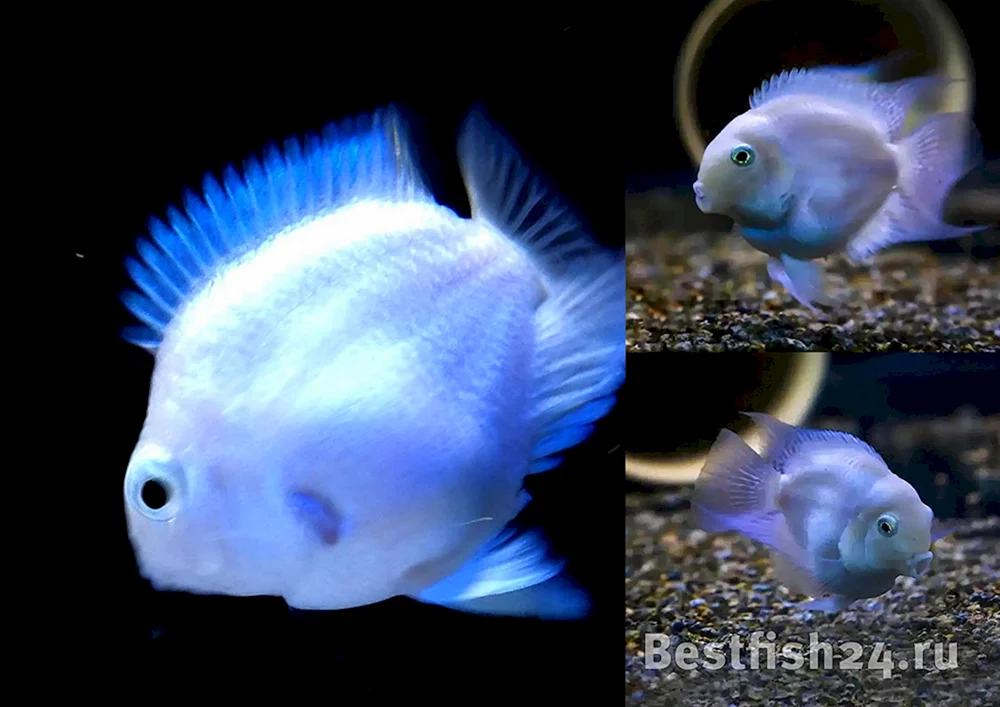 Ramiresi Aquarienfisch