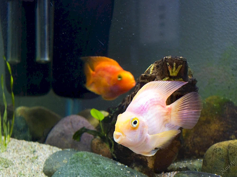 Dreifach-Hybrid-Papageienfisch
