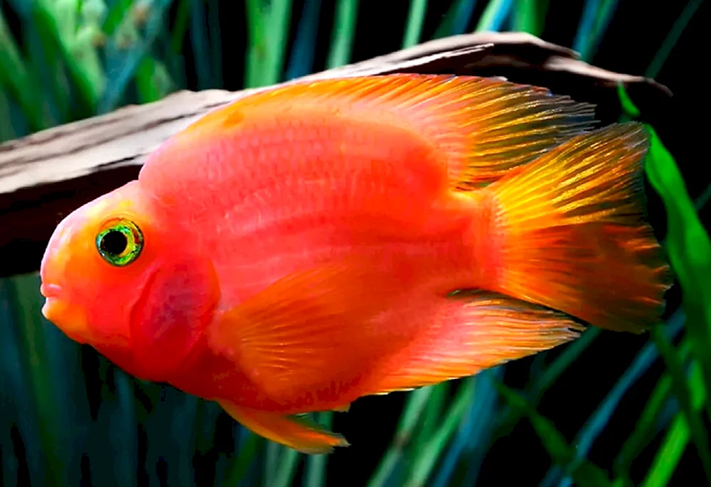 Roter Papageienfisch