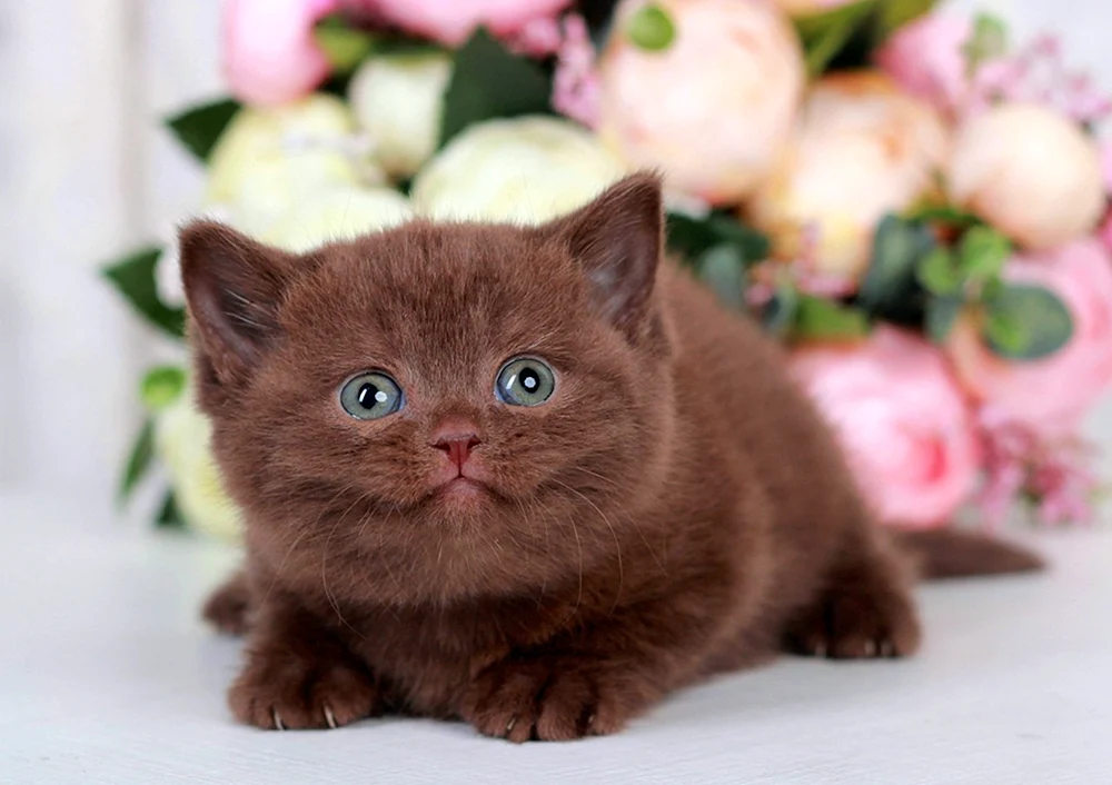 Schoko Britisch Katze