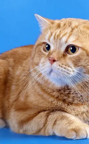Cinnamon tabby