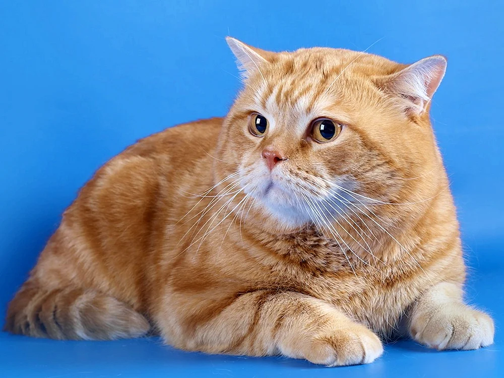 Cinnamon tabby
