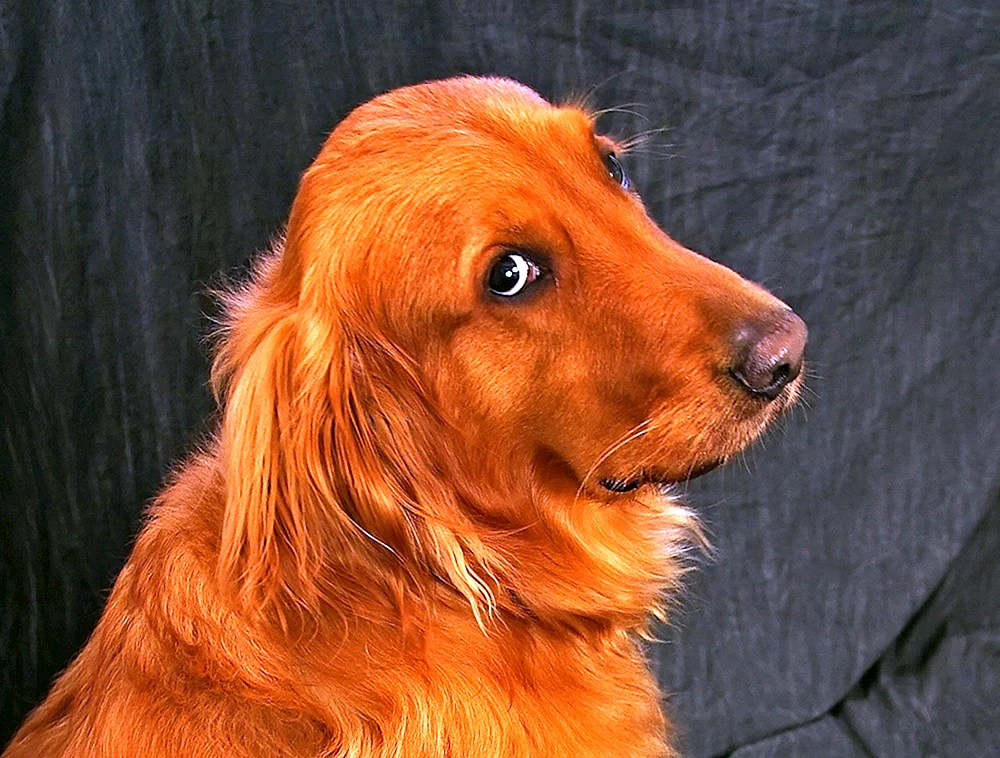 Golden Retriever Zitate