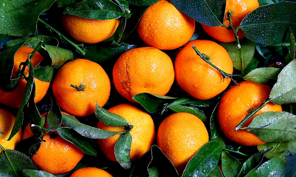 Sukkulente Orange