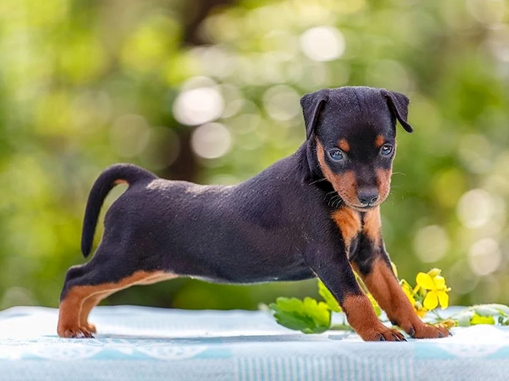 Zwergpinscher