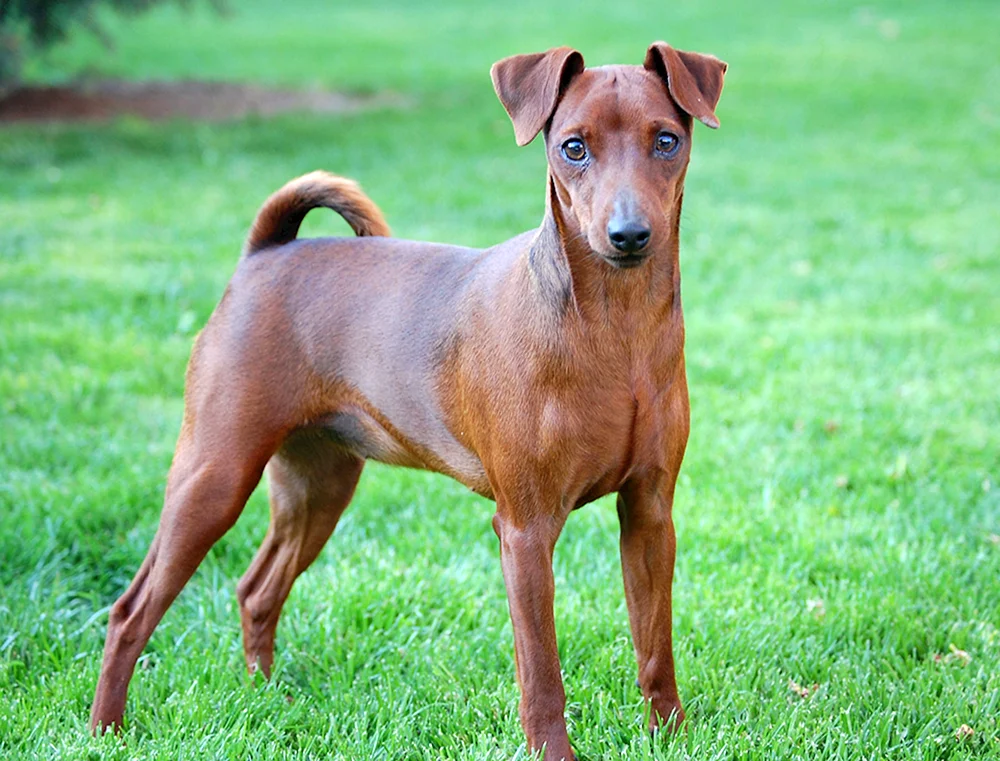 Pinscher Harlekin
