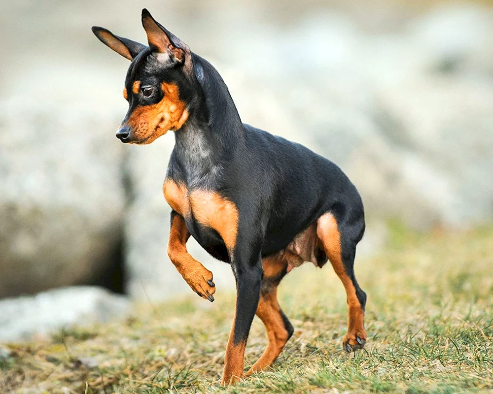 Zwerg Chihuahua