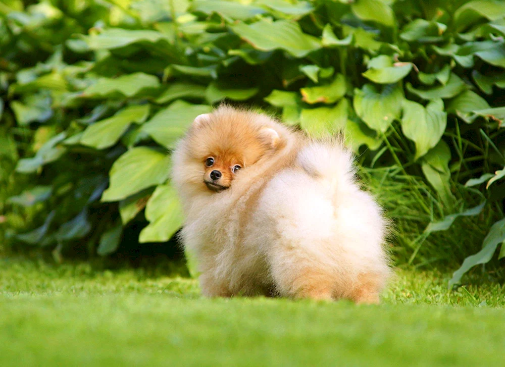 Zwerg Spitz Fluffy