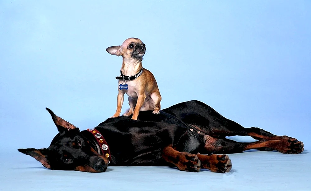 Zwerg Pinscher Terrier